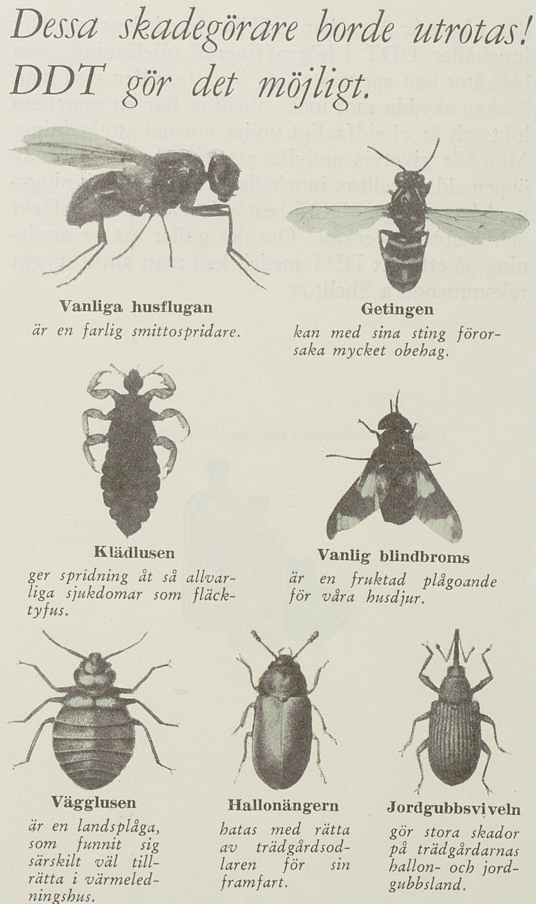 Sida med texten: Dessa skadedjur borde utrotas! DDT gör det möjligt. Bilder bland annat på geting, husfluga och klädlus.